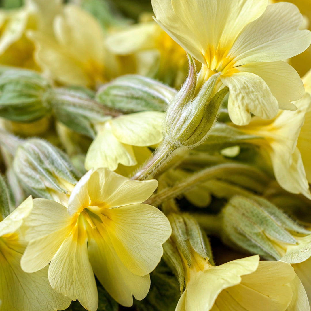 Schlüsselblumenblüten geschnitten Tee Bio-zutaten