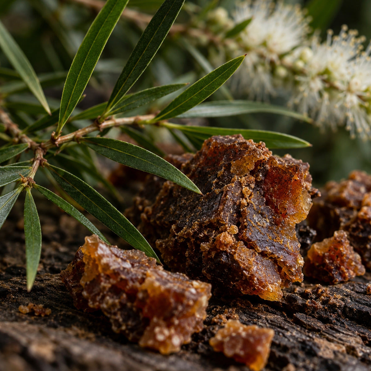 Shampoo Propolis Teebaum-zutaten