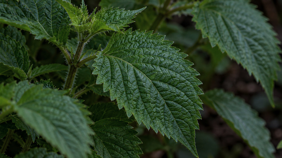 Shiso BIO-zutat1_rechts