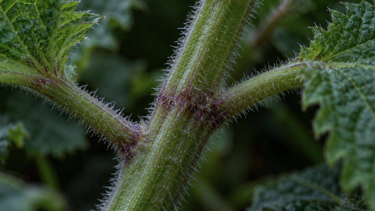Shiso BIO-zutat2_links