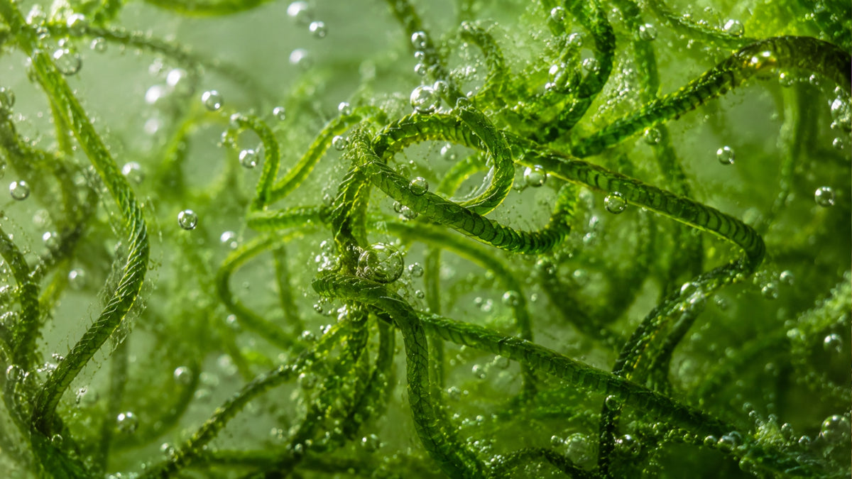 Spirulina Bio Pulver-zutat2_links