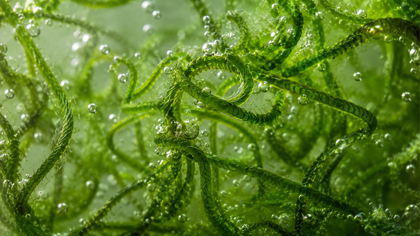 Spirulina Bio Pulver-zutat2_links