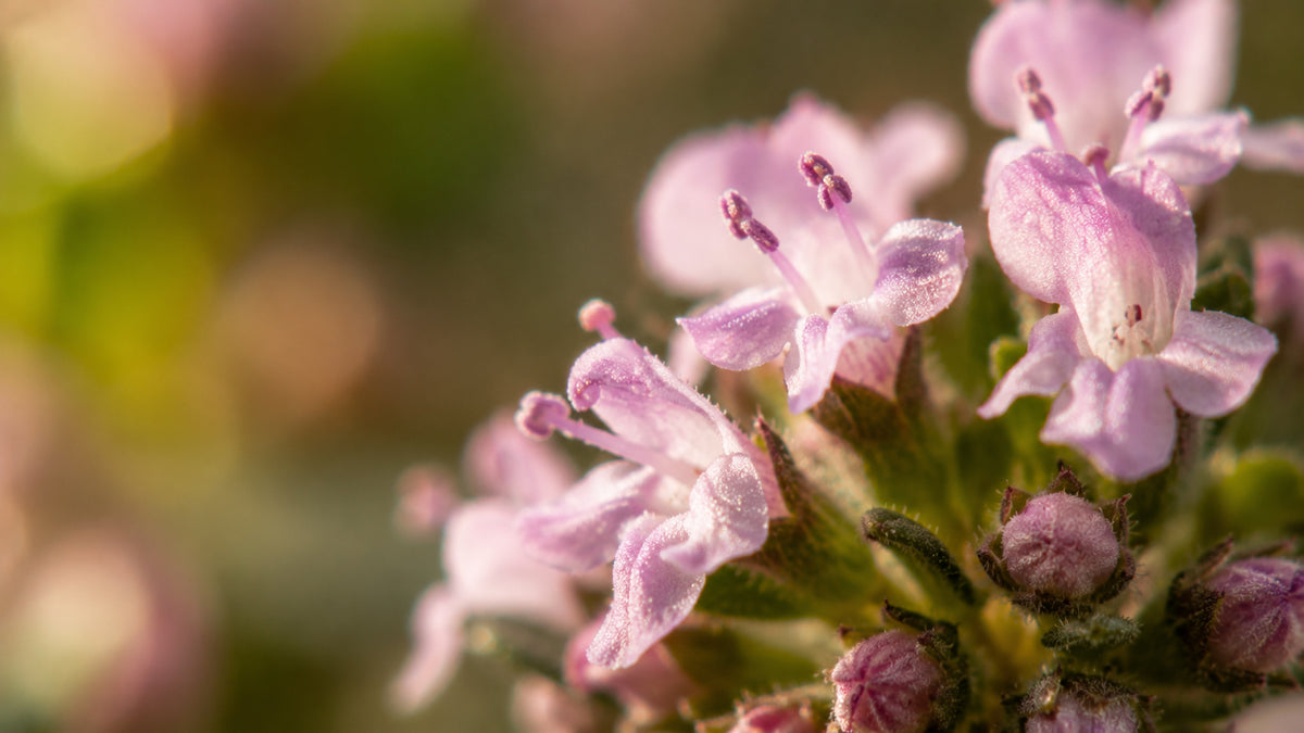 Thymian linalool Öl-zutat1_rechts