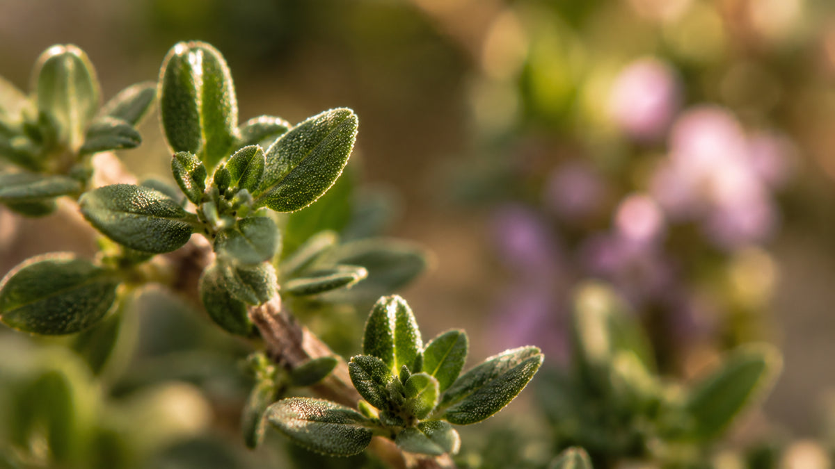 Thymian linalool Öl-zutat2_links