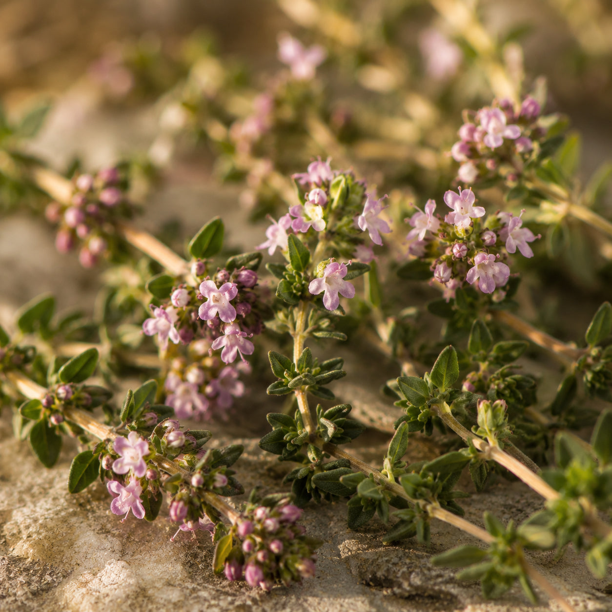 Thymian linalool Öl-zutaten