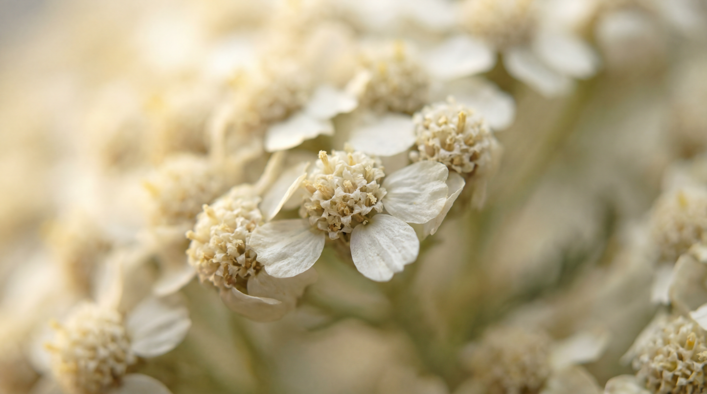 Schafgarbenblüten Bio 100 g