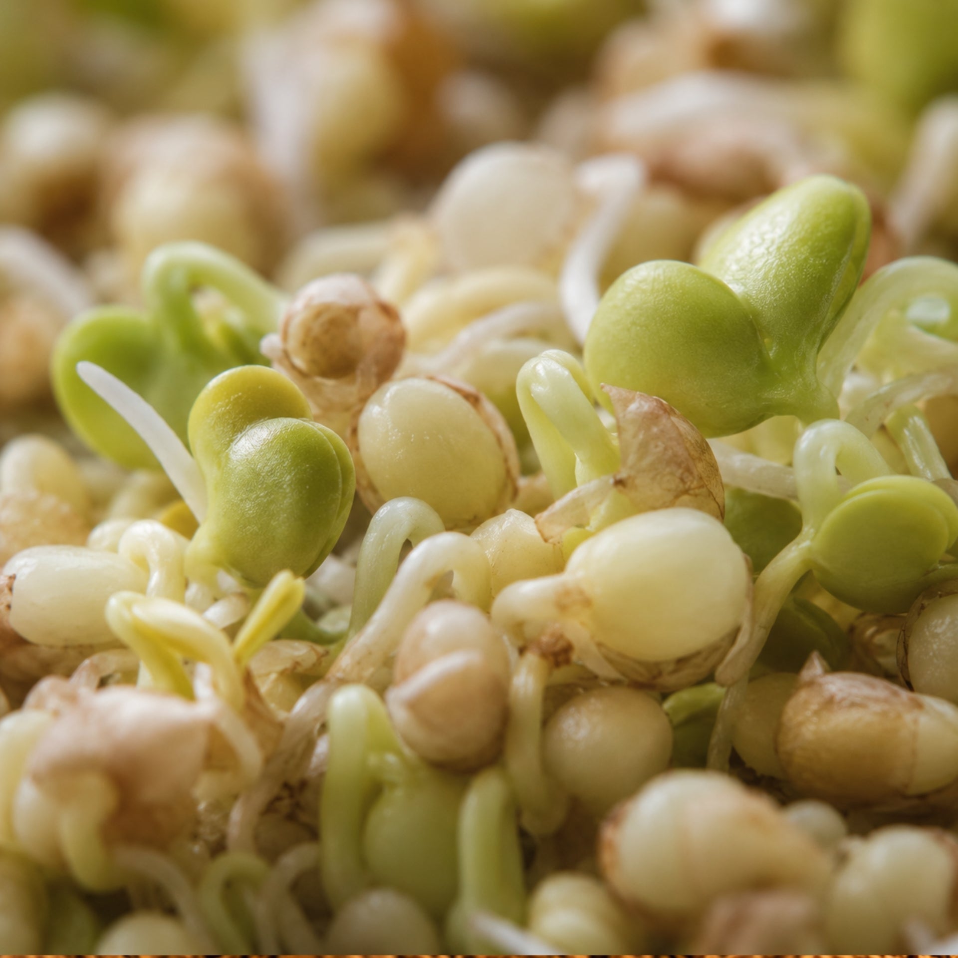 Vitamin B Komplex Vegan Pulver-zutaten
