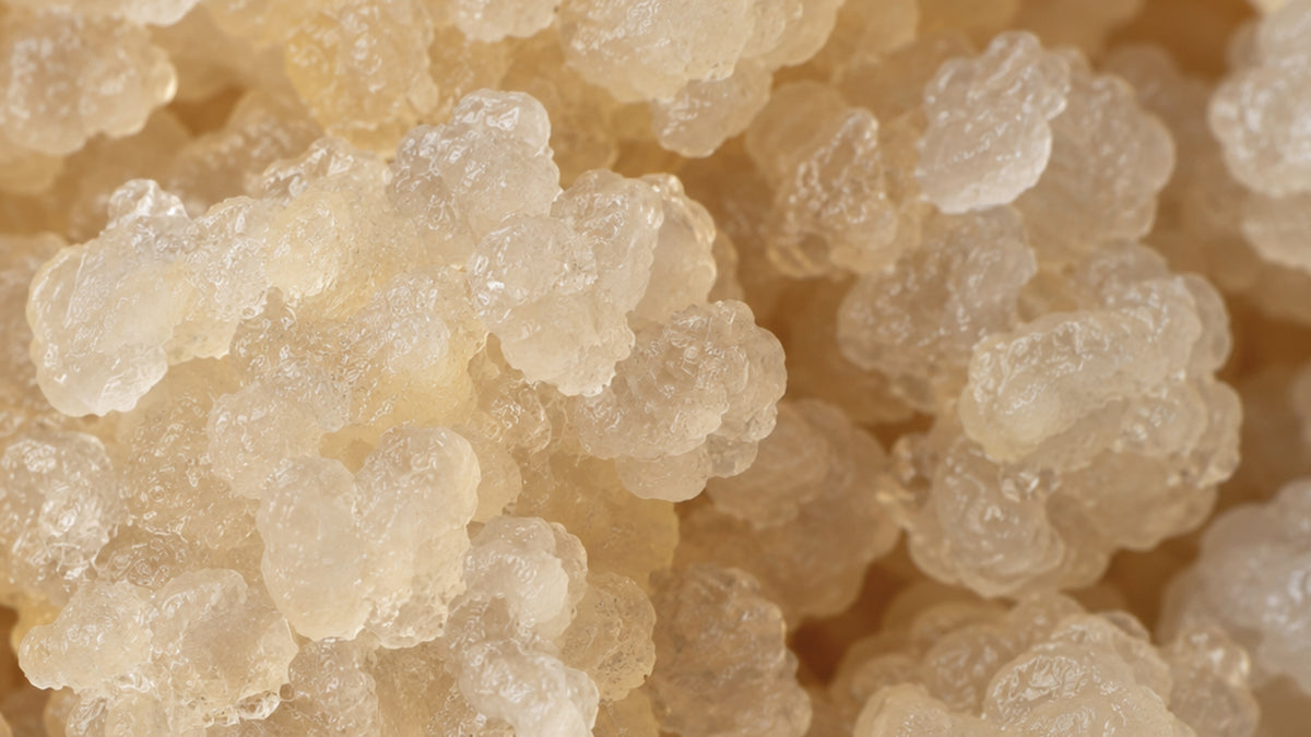 Wasserkefir-zutat2_links