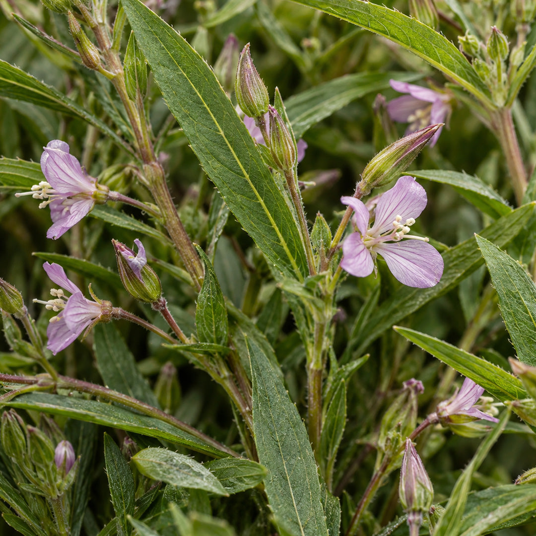 Weidenröschen kleinblütig Tee-zutaten
