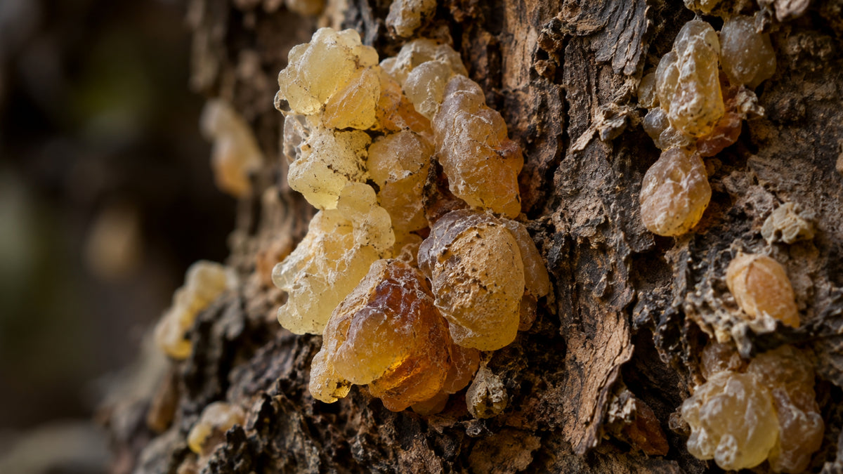 Weihrauch Gel-zutat2_links