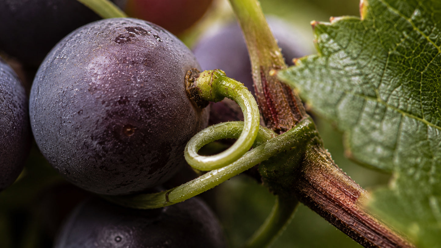 Weinrebe europäische Glycerinmazerat-zutat1_rechts
