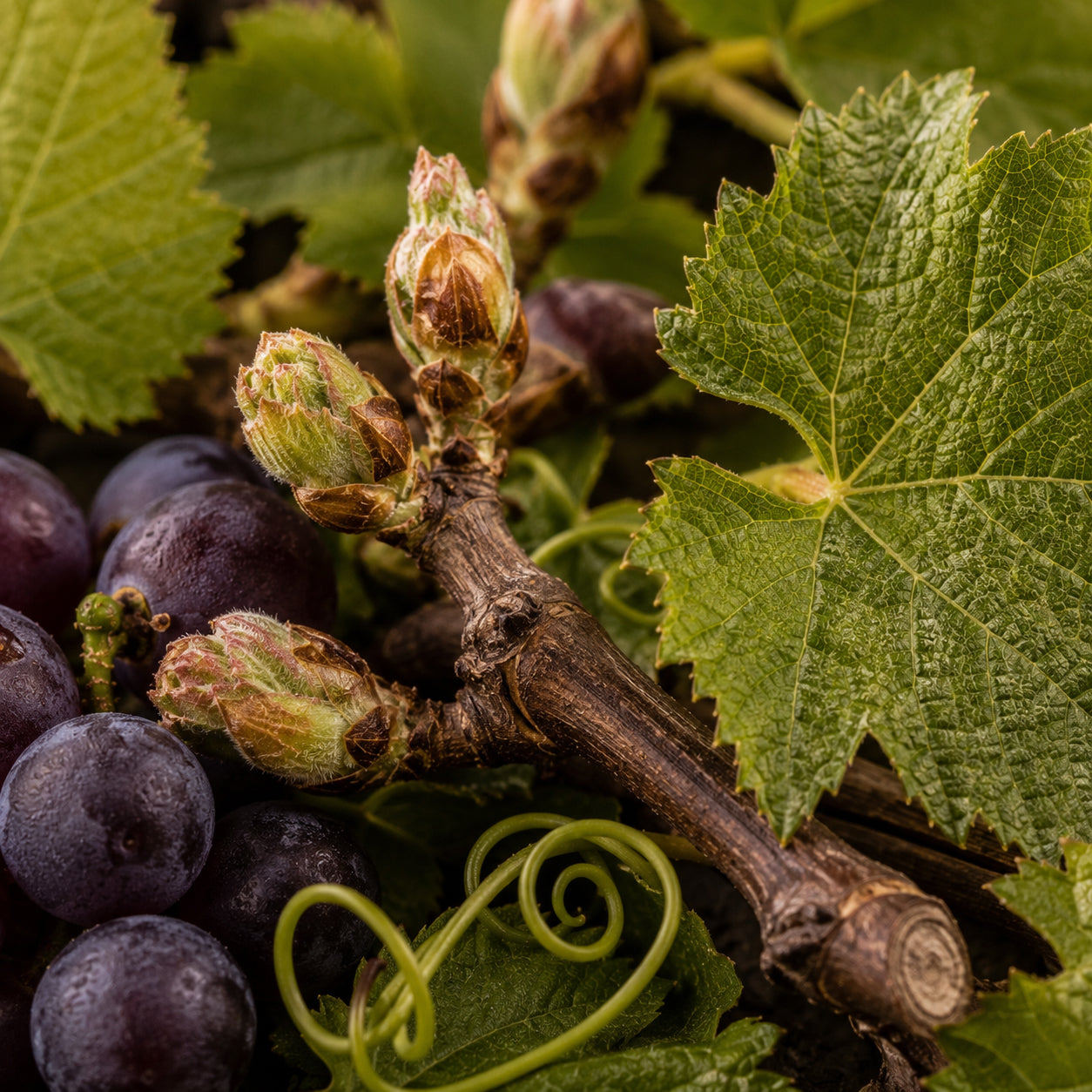 Weinrebe europäische Glycerinmazerat-zutaten