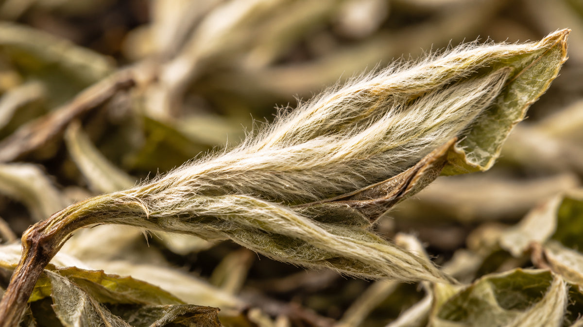 Weisser Tee Shangri-La Bio-zutat2_links