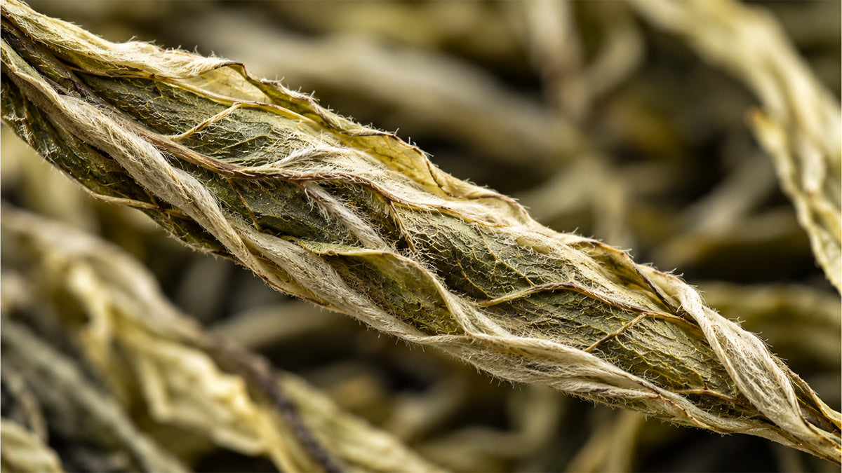 Weisser Tee Yunnan Bio-zutat1_rechts
