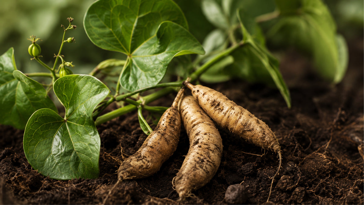 Wild Yam Kapseln-zutat1_rechts