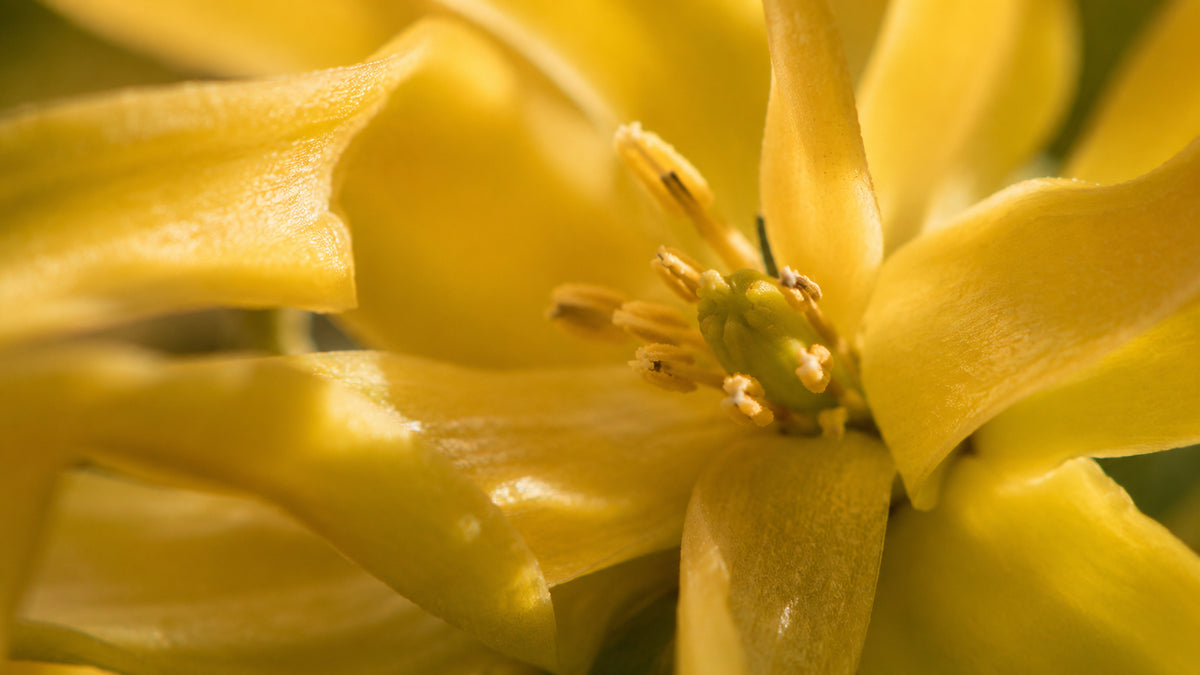 Ylang Ylang Öl-zutat1_rechts