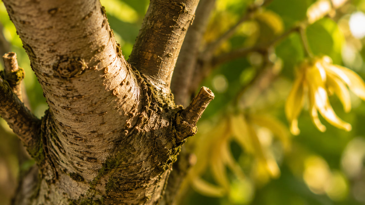 Ylang Ylang Öl-zutat2_links