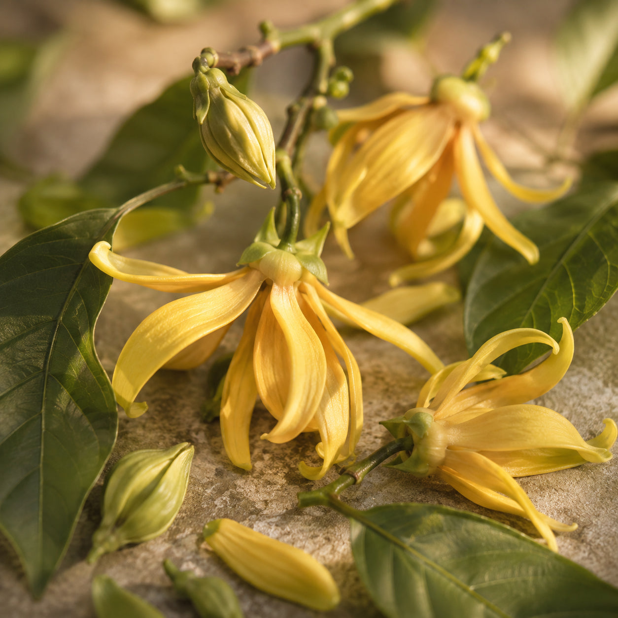 Ylang Ylang Öl-zutaten