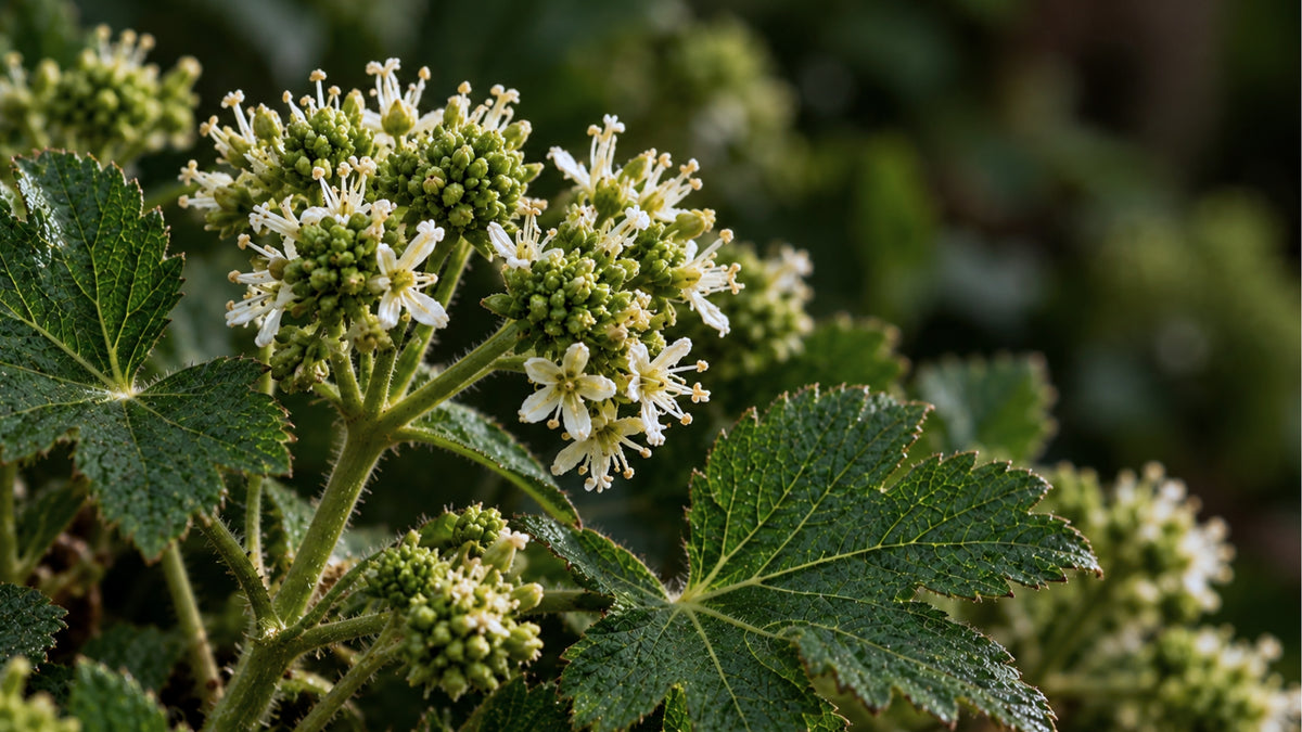 basler-chruetersalbe-zutat2_links