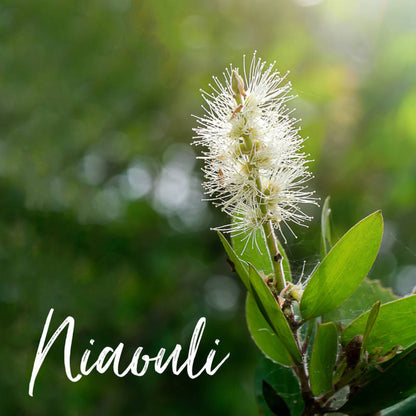 Oshadhi Niaouli ätherisches Öl 10 ml