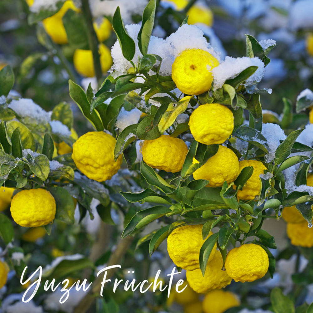 Ingwer Yuzu Sirup