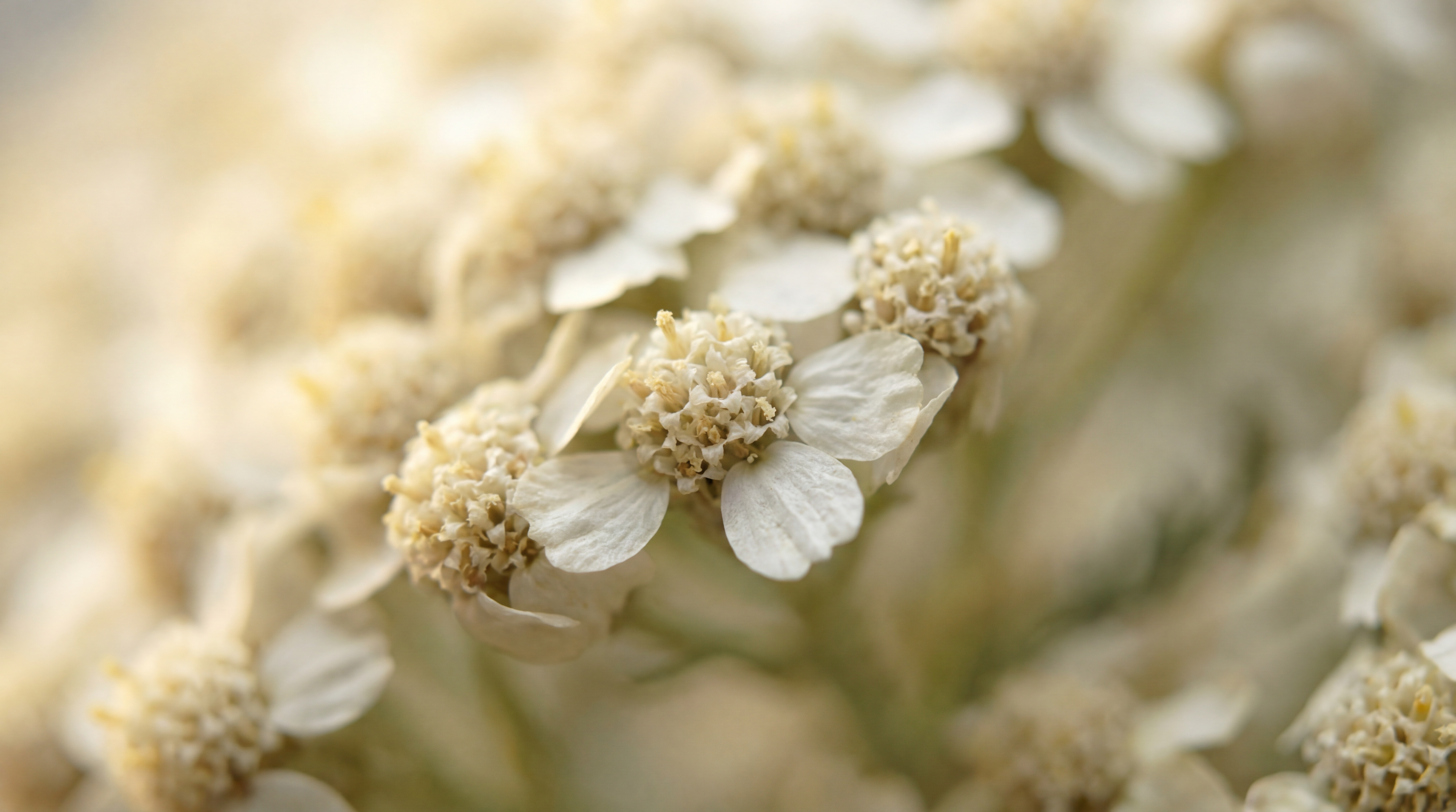 Schafgarbenblüten Bio 100 g