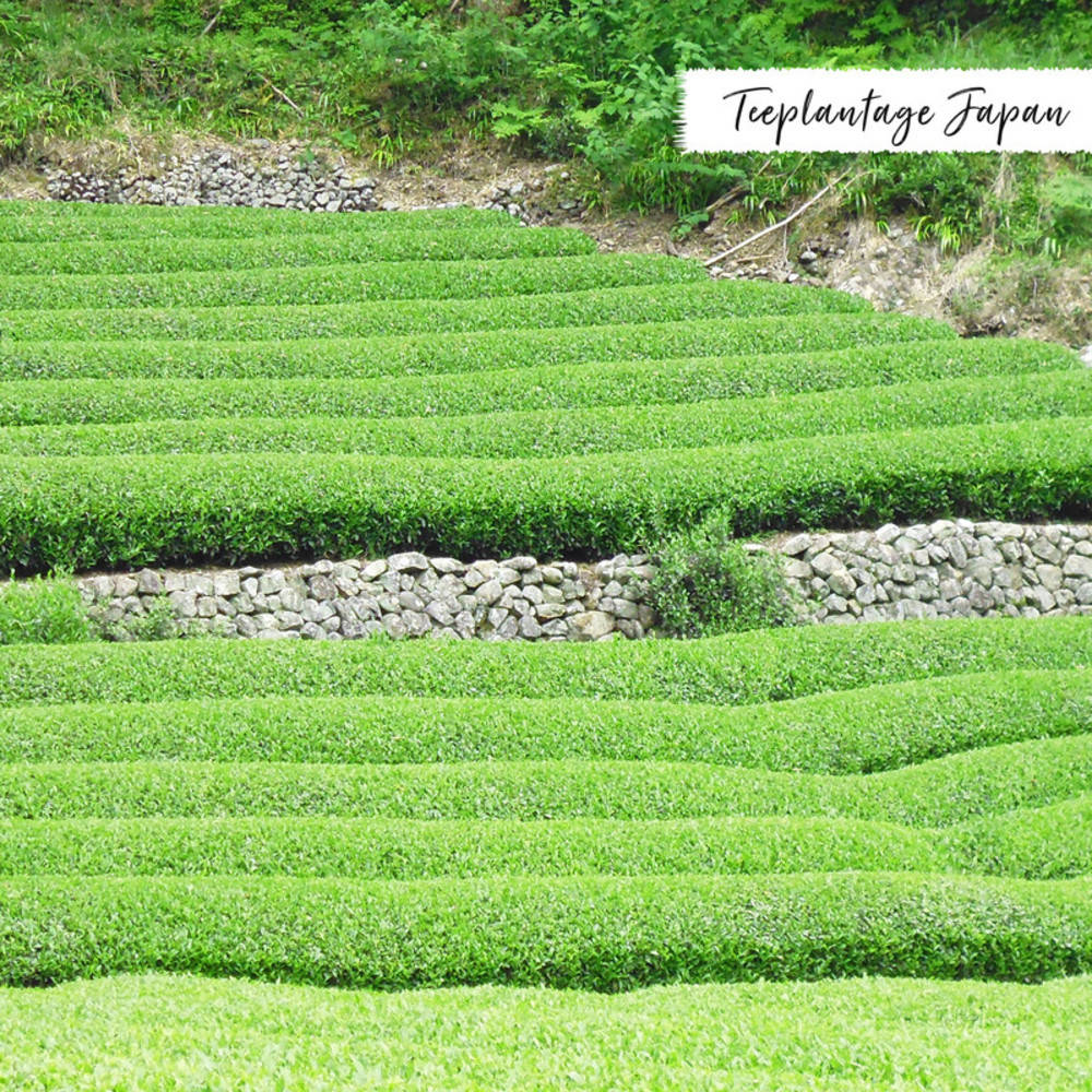 Grüntee Gyokuro "Premium" Shizuoka Bio 50 g